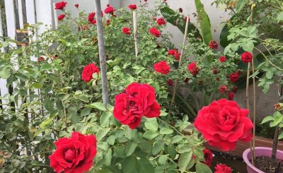 Vườn Hồng P' Rose Cần Thơ