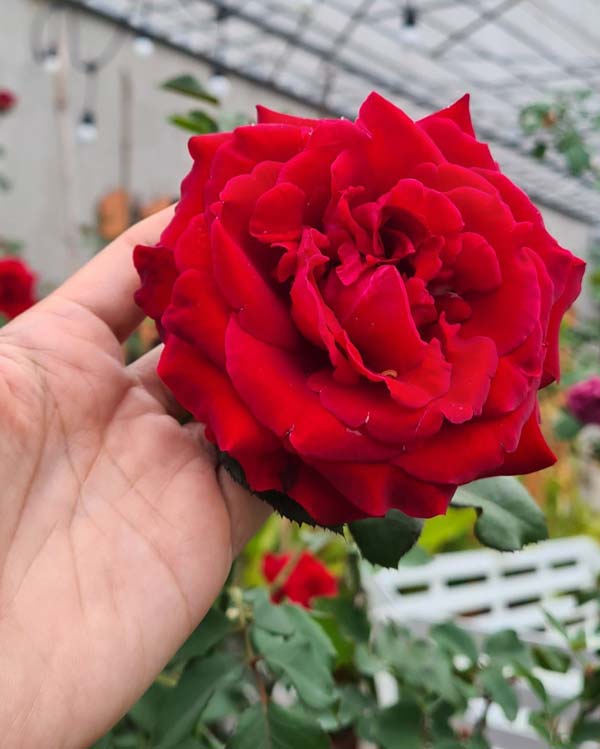 Hoa hồng Cần Thơ - Cổ Hải Phòng